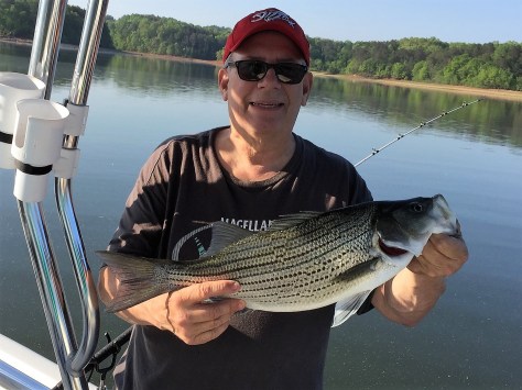 Steve Hybrid Hartwell